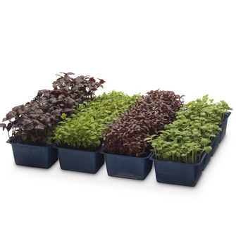 ANL Packaging tray for agriculture ANL Packaging tray for agriculture