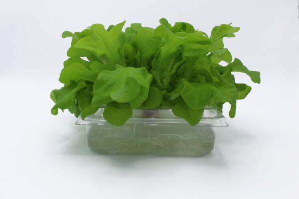ANL Packaging verse sla ANL Packaging verse sla